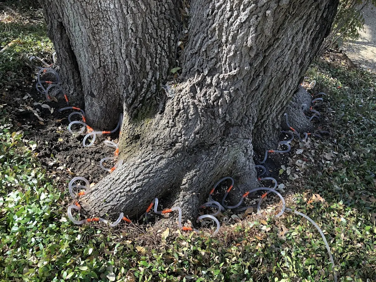Detailed Shrub and Hedge Trimming job site in Alexander