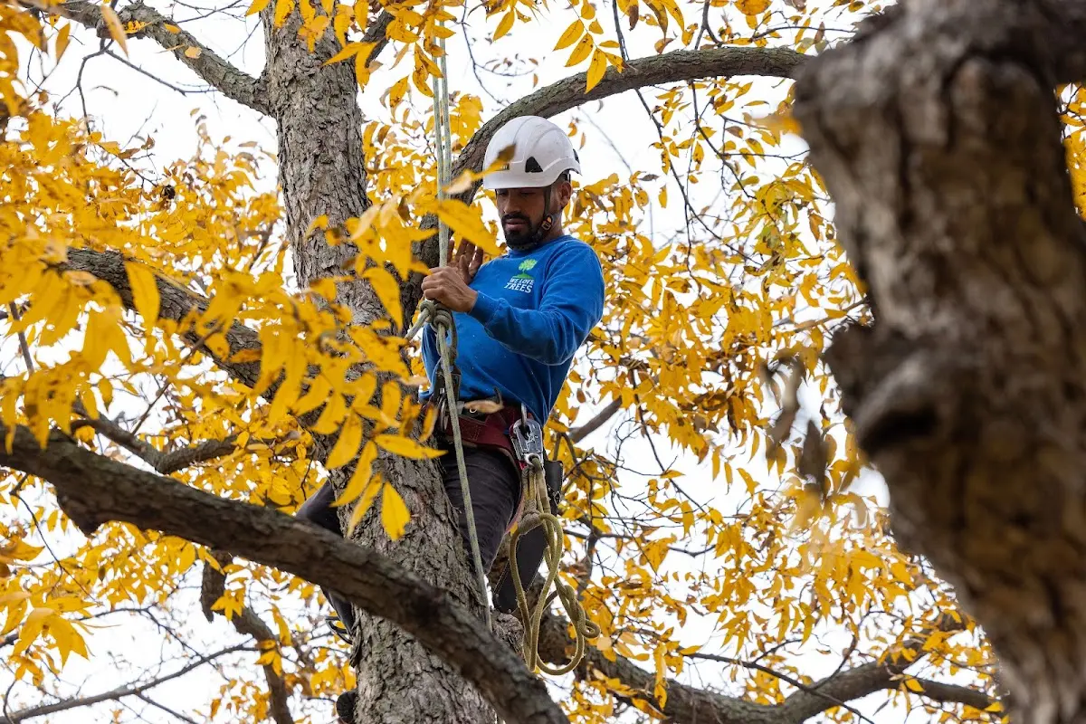 Skilled Tree Transplanting crew working in Alexander