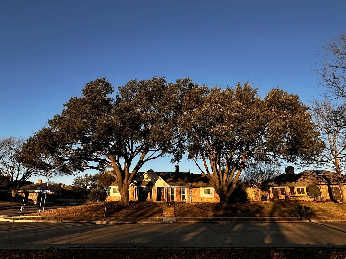 Established residential canopy tree shading a home in Alexander